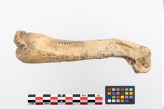 Foto von Tierknochen (NHMW-PRAE-023876)